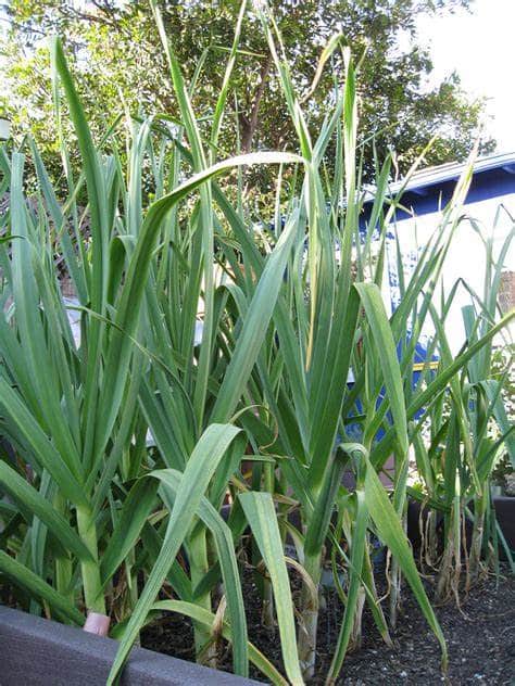 Mosquito Repellent Plants