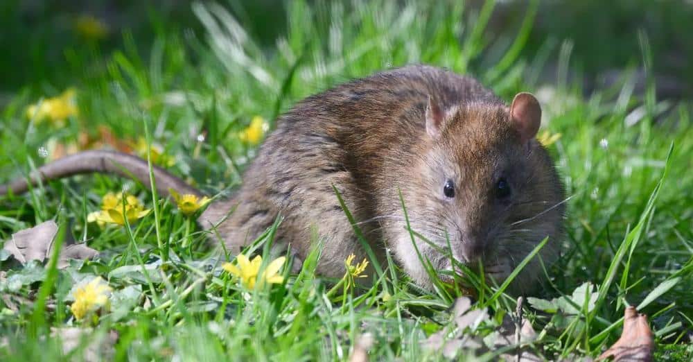 How To Prevent Rats In Garden