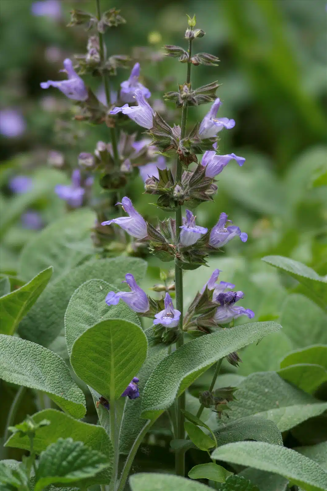 Shade plants that repel mosquitoes