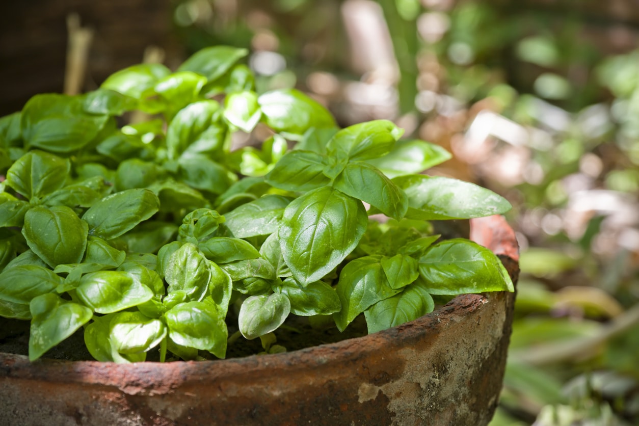 Indoor plants that repel mosquitoes