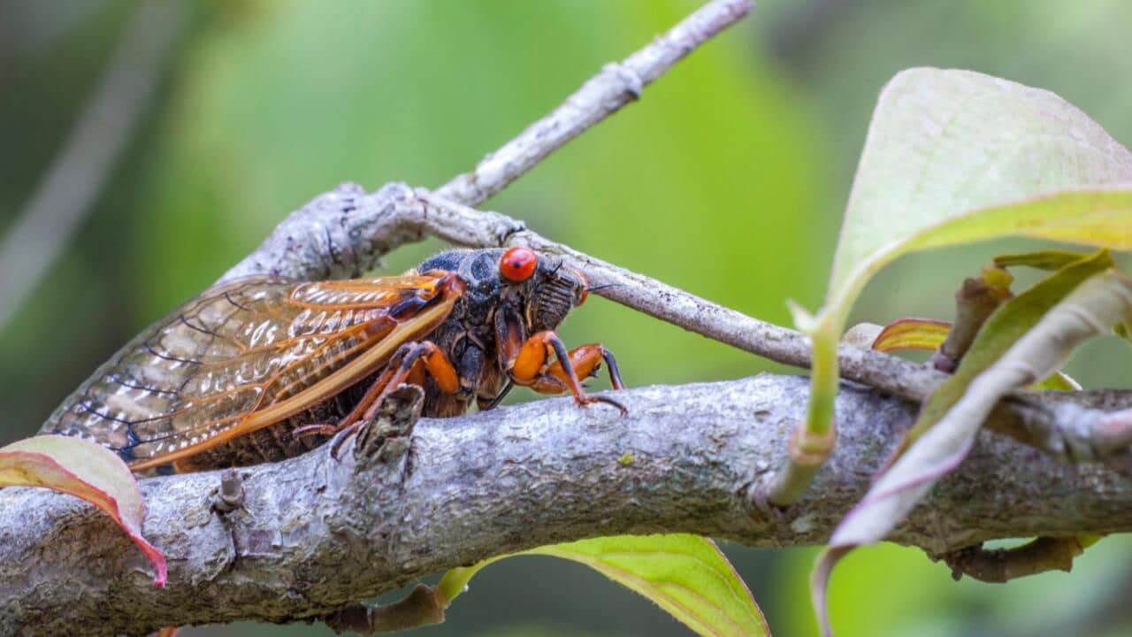 how to get rid of cicadas naturally