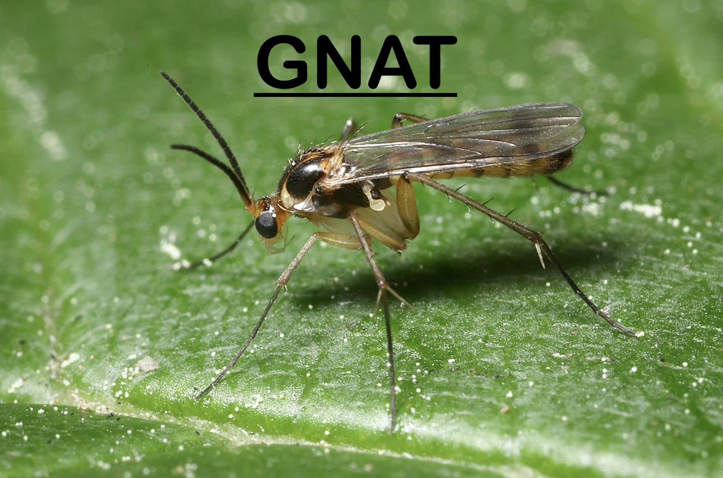 how to get rid of gnats
