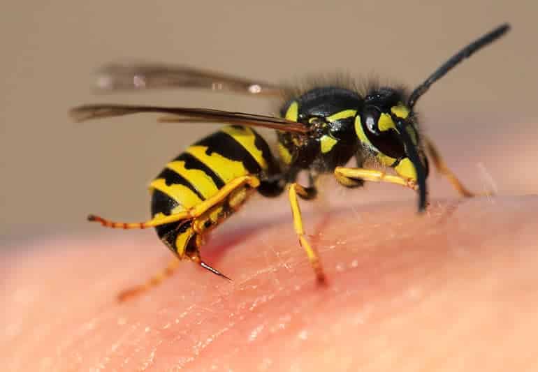 how to get rid of wasps outside