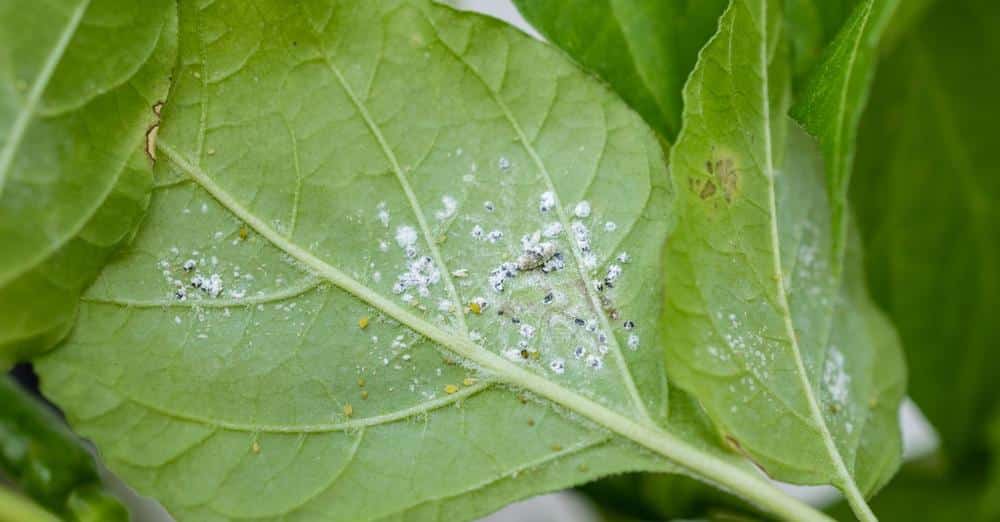 How To Prevent Mealybugs