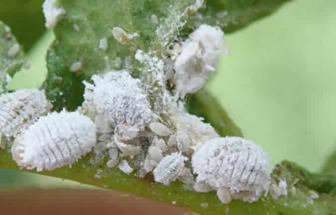 Signs of a Mealybug Infestation