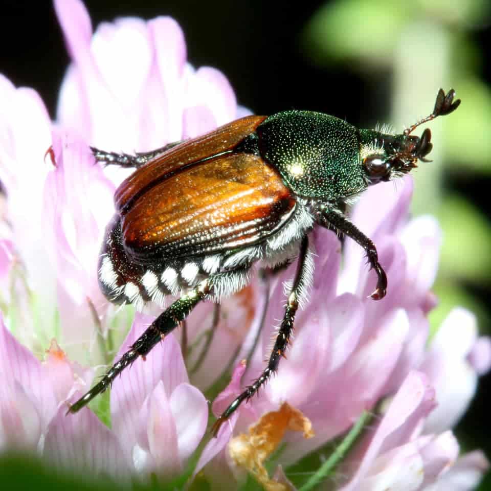 How To Prevent Japanese Beetles