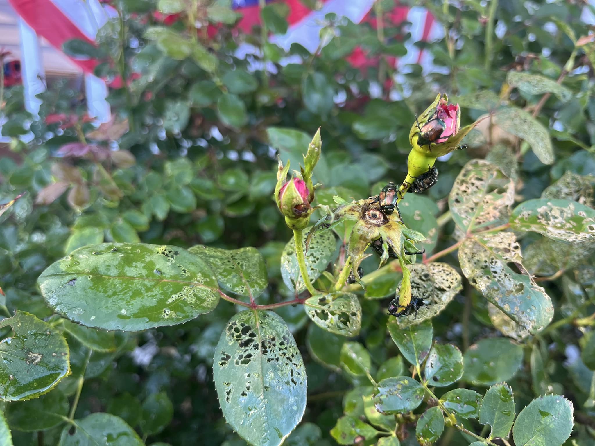 how to get rid of beetles on roses naturally