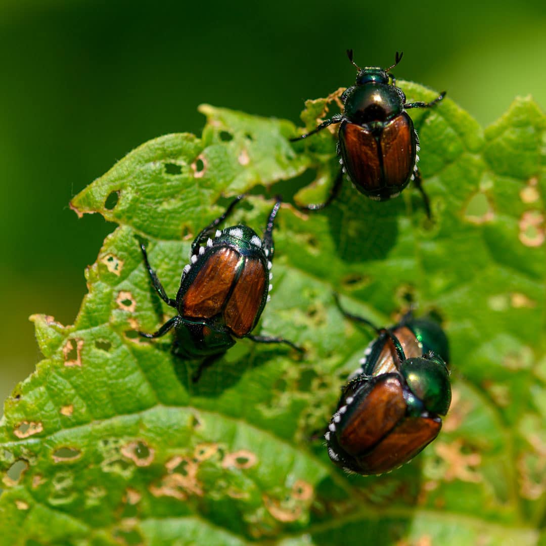 Natural Ways to Get Rid of Japanese Beetles