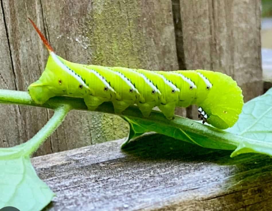how do you get rid of tomato hornworms naturally