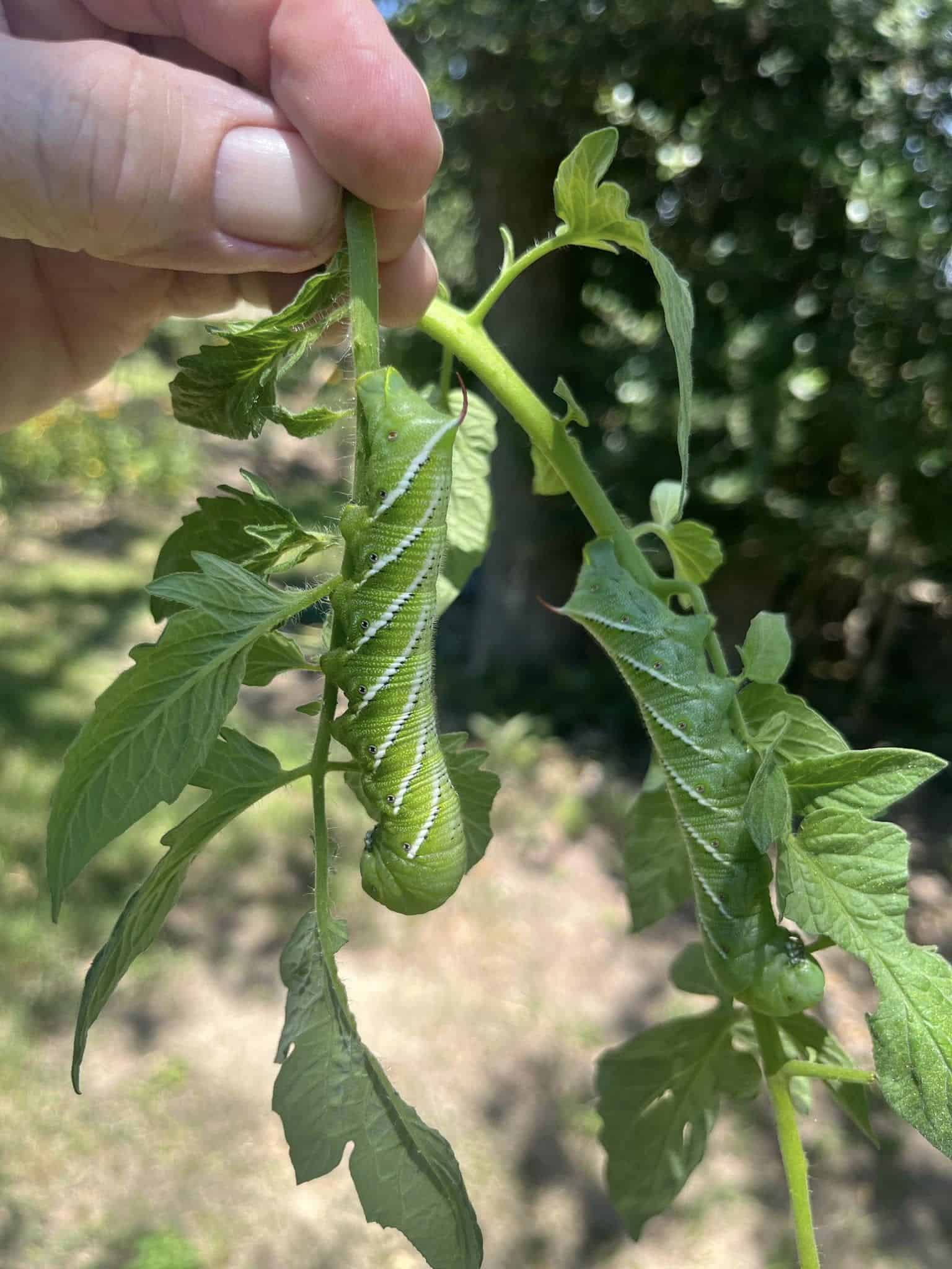 Should You Kill Tomato Hornworms