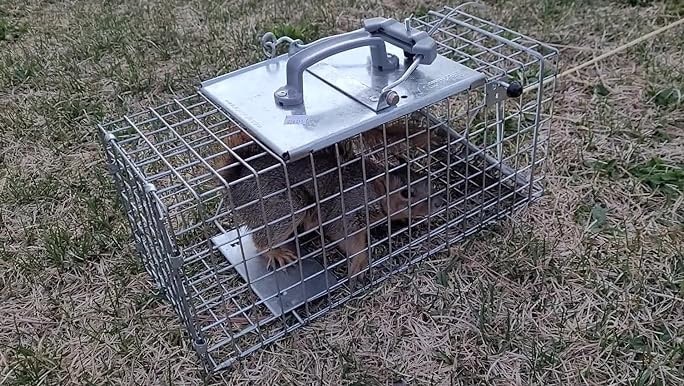 traps for squirrels 