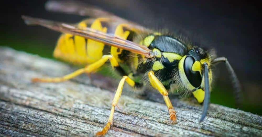 natural ways to get rid of wasp outside