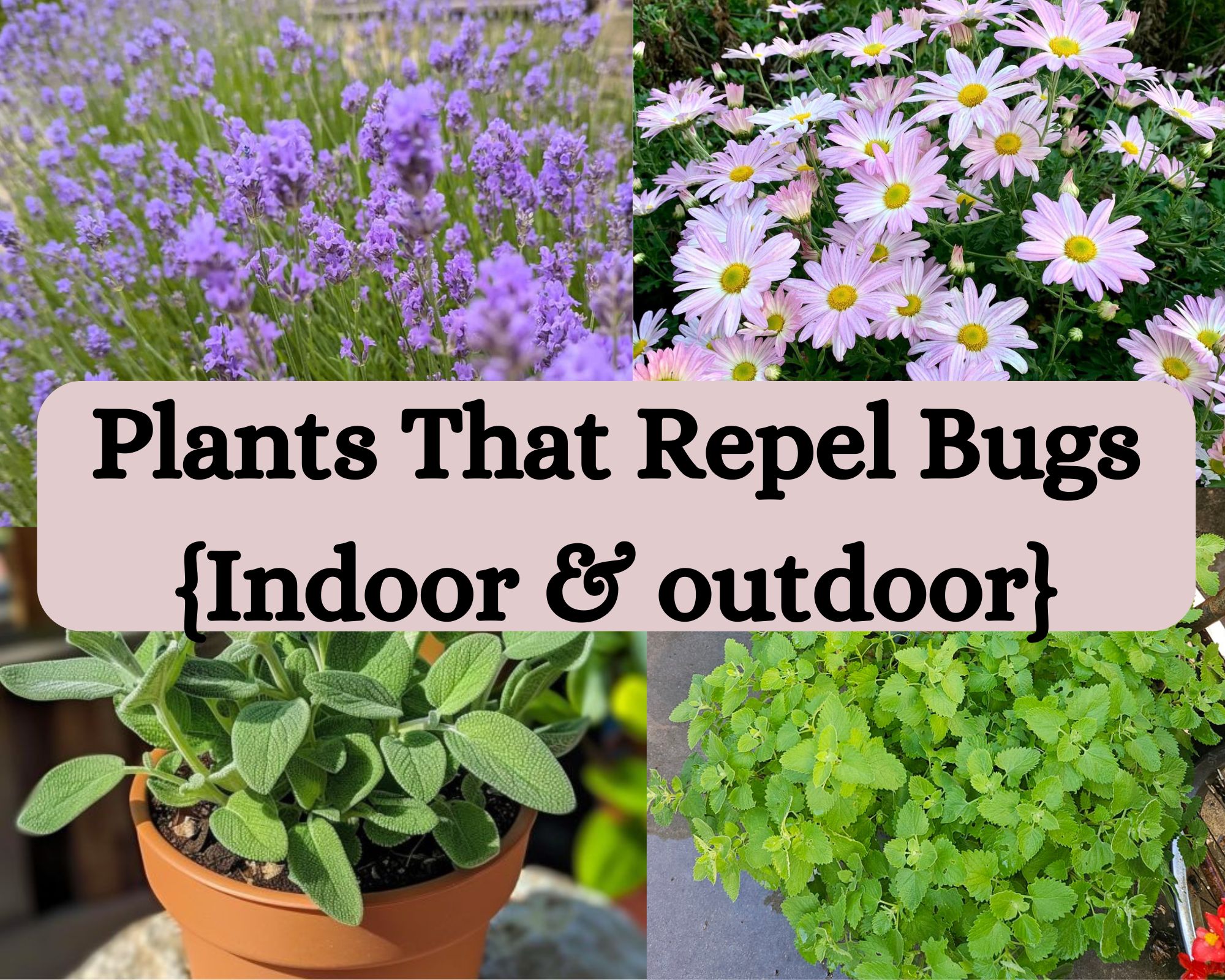 Plants That Repel Bugs {Indoor and outdoor}