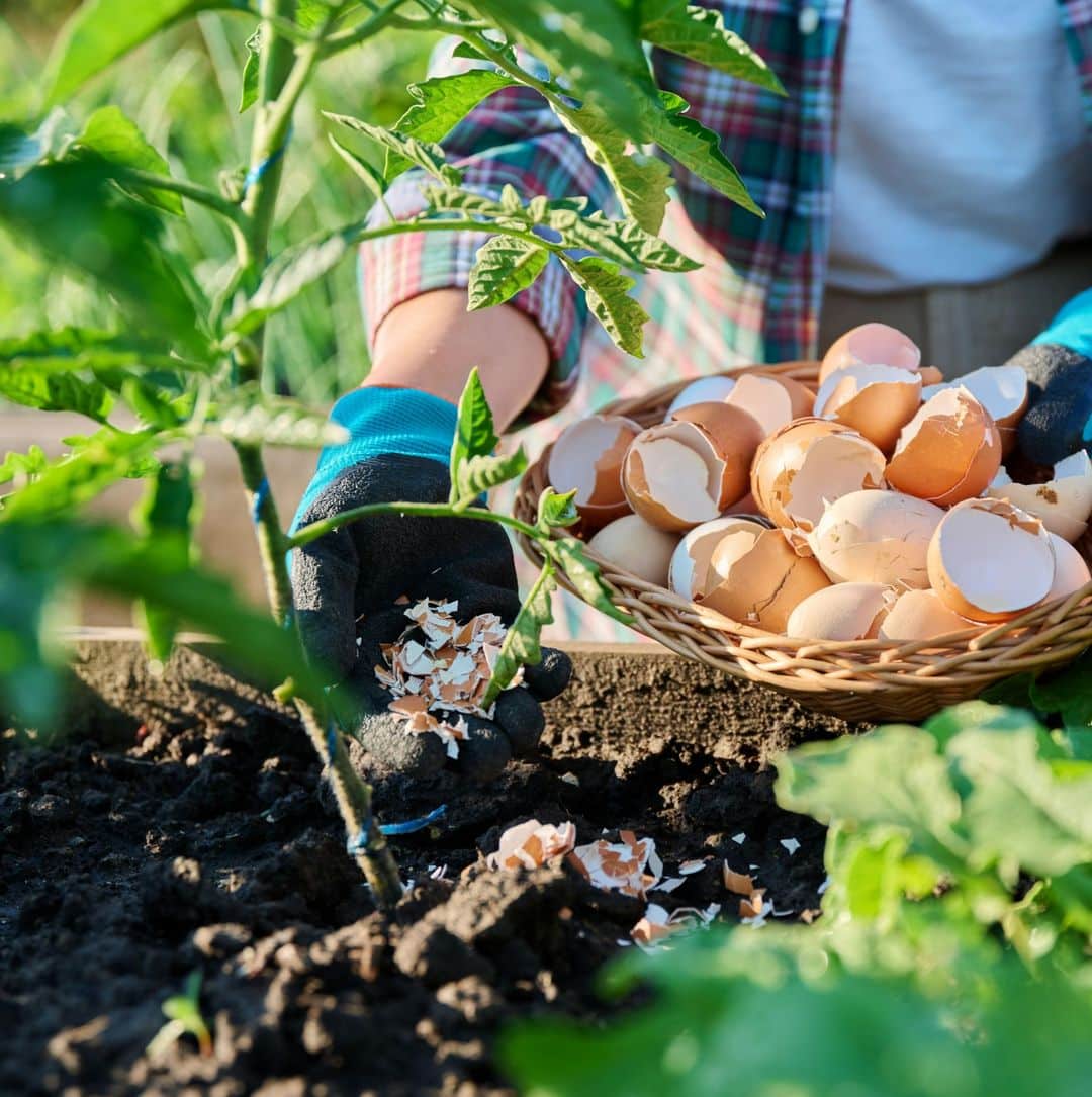 How to Use Eggshells As Organic Pest Control