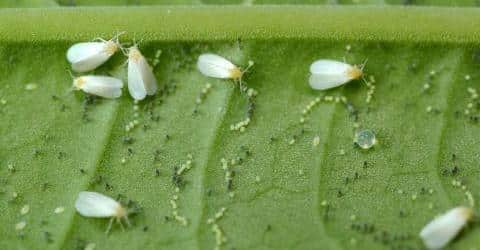 How To Prevent Whiteflies