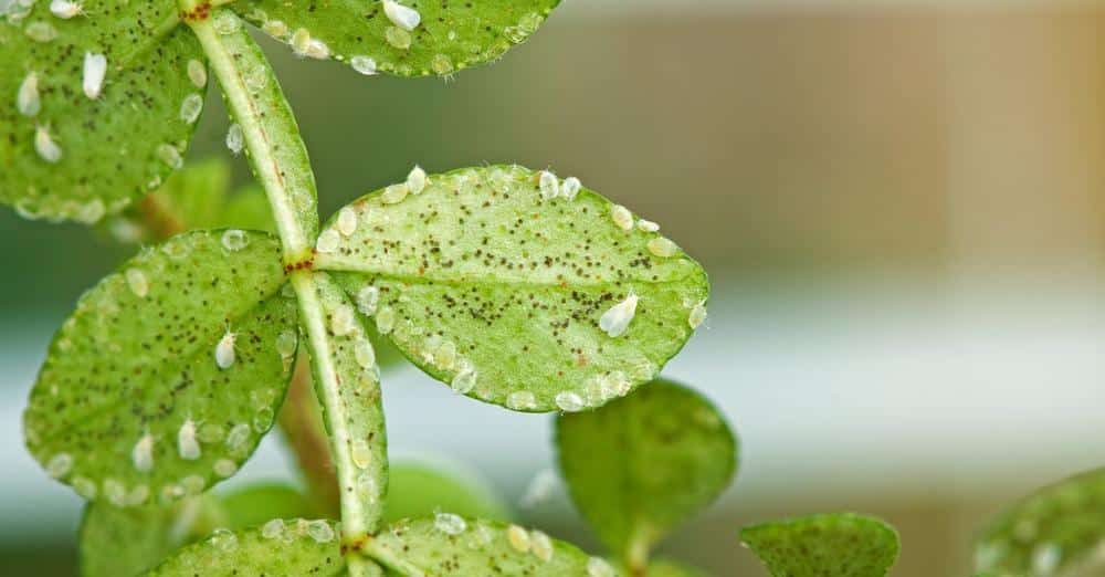 Chemical Control Methods to Get Rid Of Whiteflies 