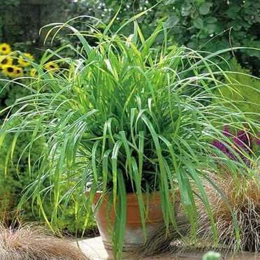 Outdoor plants that repel bugs