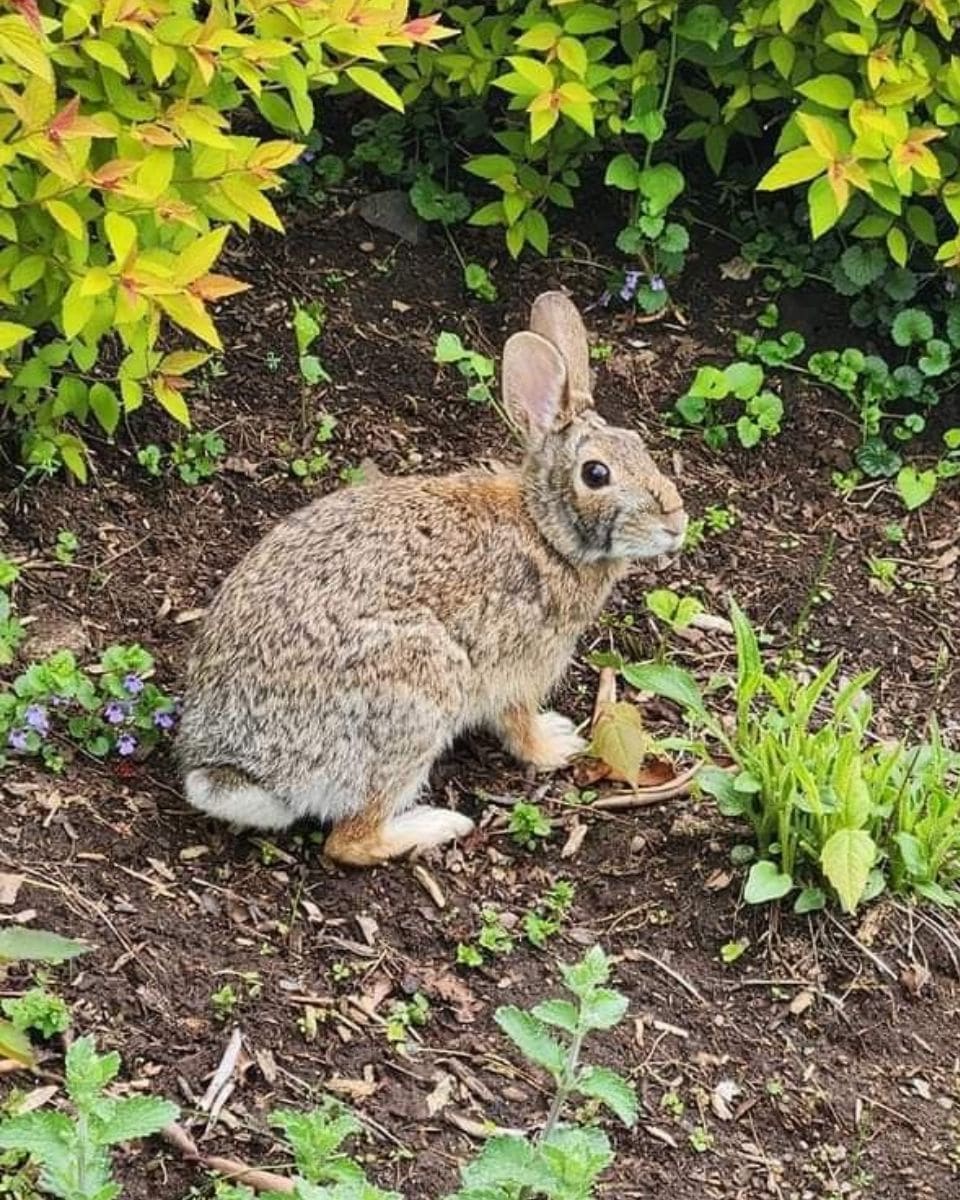  Ways To Deter Rabbits From Your Garden Naturally