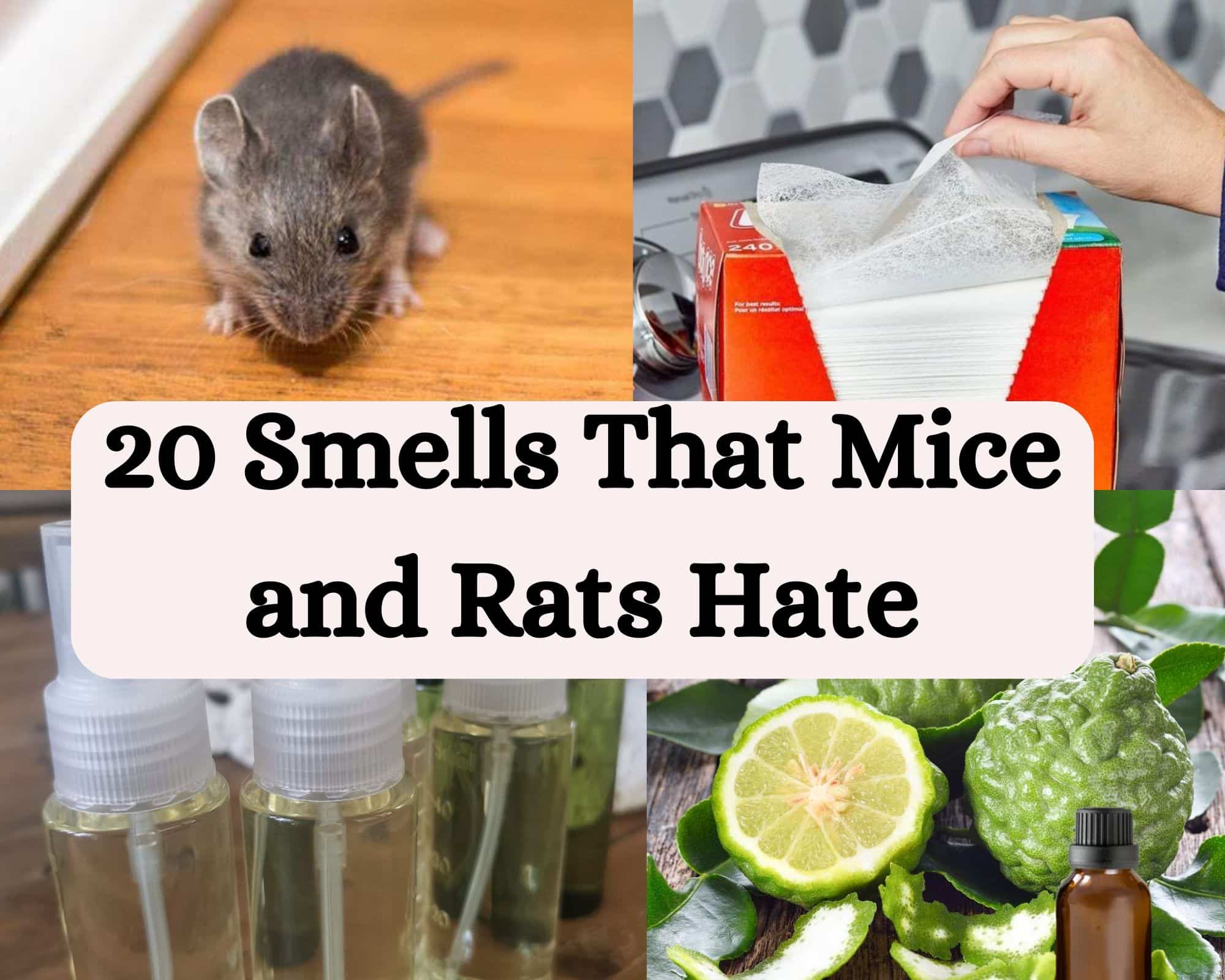  Smells That Mice and Rats Hate