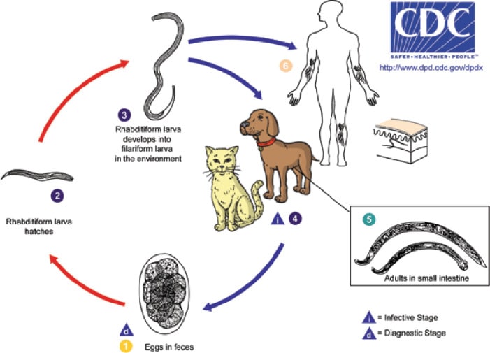 The Life Cycle of Hookworms